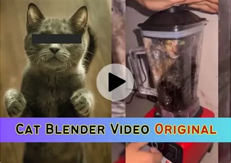 cat blender full video|Unmasking the ‘Cat in Blender’ Video: A Tale of .